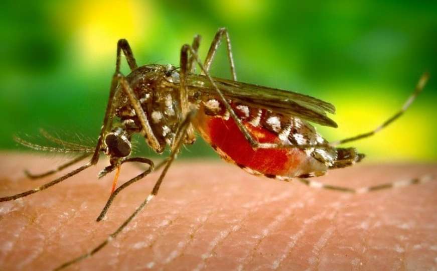 Tigrasti komarci koji prenose virus Zapadnog Nila, otkriveni u Novom sadu
